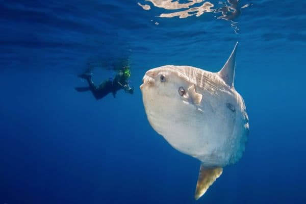 Deep Blue Escape — scuba diving at Manta