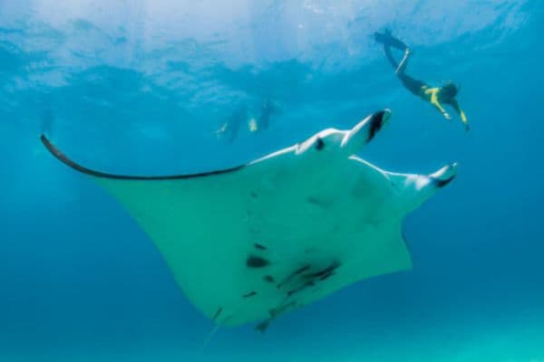 West and Wave Package — snorkeling at Manta Bay