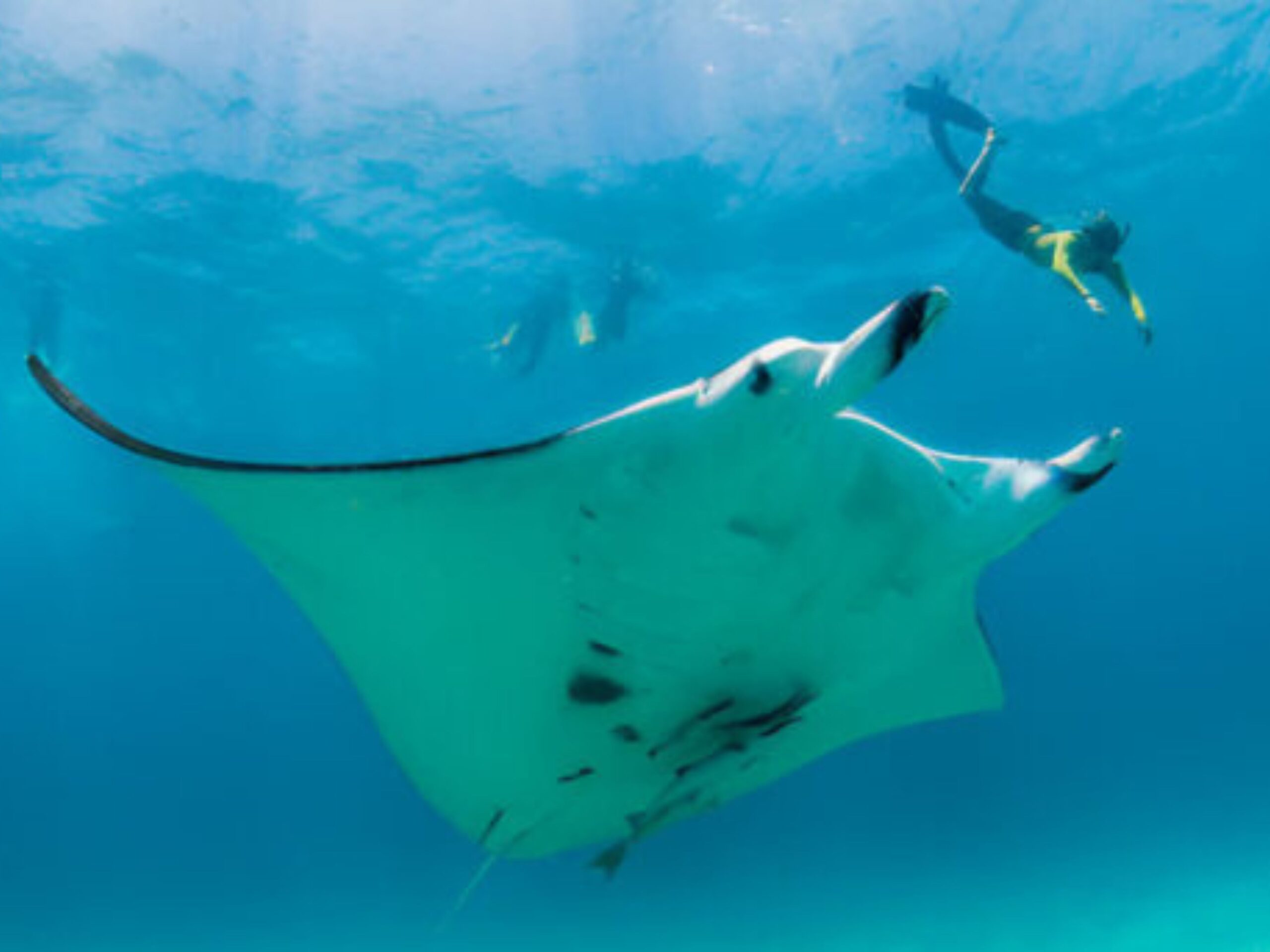 Private boat snorkeling at Manta Point